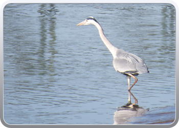 085 Een reiger houdt ons gezelschap (7)