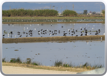 010 Nationaal parc d' Ebre (15)