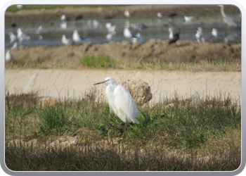 010 Nationaal parc d' Ebre (19)