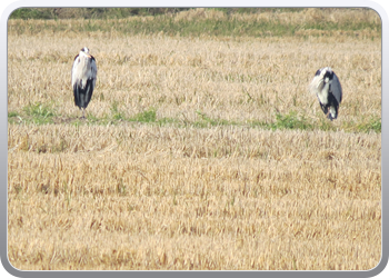 010 Nationaal parc d' Ebre (7)