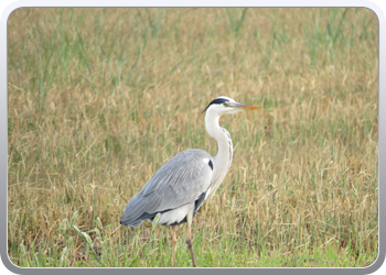 011 Nationaal parc d'Ebre (1)