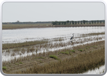 011 Nationaal parc d'Ebre (10)