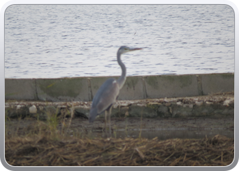 011 Nationaal parc d'Ebre (6)