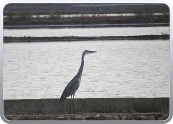 011 Nationaal parc d'Ebre (8)