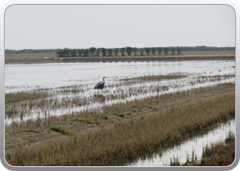 011 Nationaal parc d'Ebre (9)