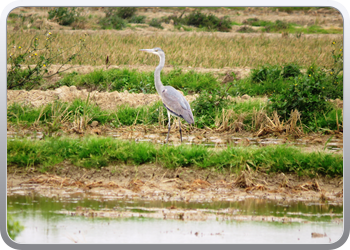 015 Parc national d'Ebre (4)