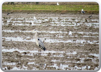 015 Parc national d'Ebre (8)