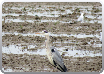 015 Parc national d'Ebre (9)