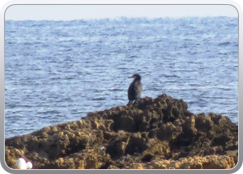 021 Aguilas (52)