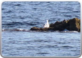 021 Aguilas (54)