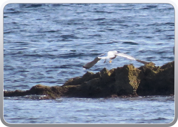 021 Aguilas (55)