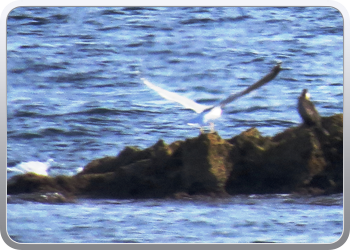 021 Aguilas (56)