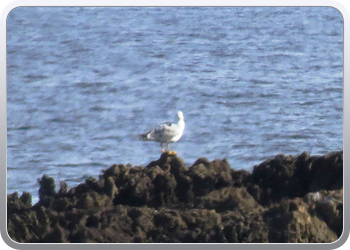 021 Aguilas (57)