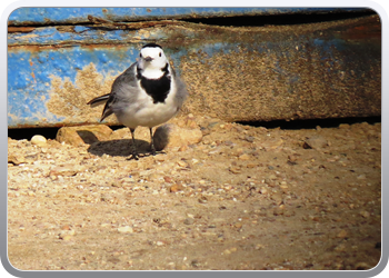 022 Aguilas (24)