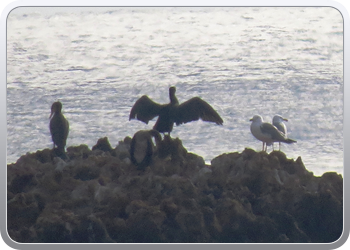 022 Aguilas (27)