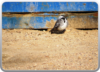 022 Aguilas (38)