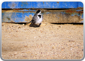 022 Aguilas (39)