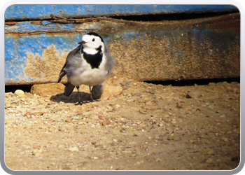 022 Aguilas (40)