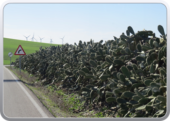 033 Op weg naar Zahara de los Atunes (14)