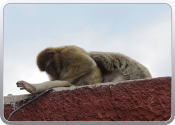 044 Gibraltar (6)