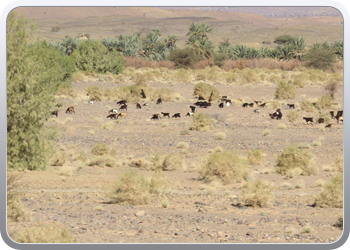 122 Via de Draa vallei naar Ouarzazate (21)