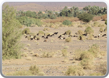 122 Via de Draa vallei naar Ouarzazate (22)