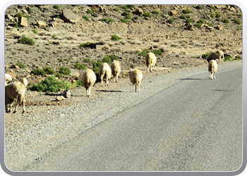 131 Via de Toughdra vallei naar Goulemime (29)