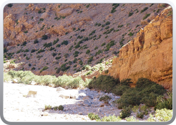 130 Gorges en vallee du Toudgha (79)