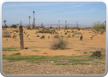 077 Op weg naar Marrakech (8)