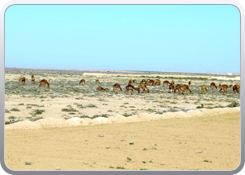 082 Van Marrakech naar Tifnit (1)