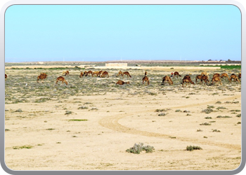 082 Van Marrakech naar Tifnit (2)