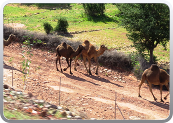 082 Van Marrakech naar Tifnit (26)