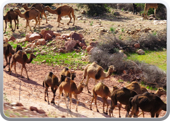 082 Van Marrakech naar Tifnit (28)