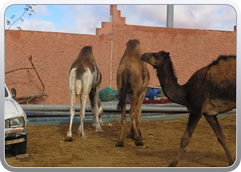 112 De kamelenmarkt (10)