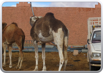 112 De kamelenmarkt (12)