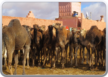 112 De kamelenmarkt (13)