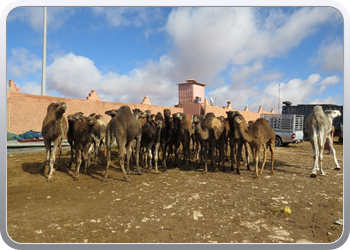 112 De kamelenmarkt (14)