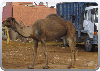 112 De kamelenmarkt (7)