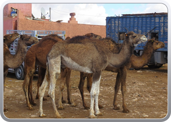112 De kamelenmarkt (8)