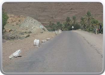 117 Uitstap langs groene weg van Foum Gzuid naar Taznakht68