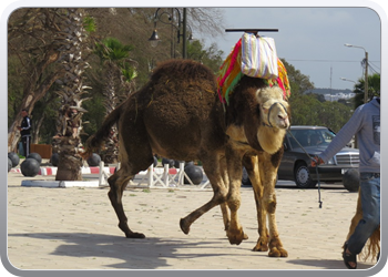 166 Ritje in de buurt van Rabat (5)