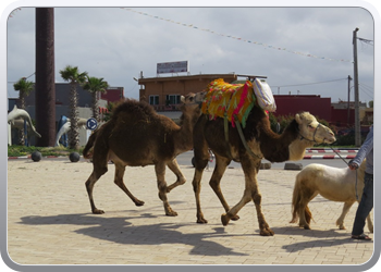 166 Ritje in de buurt van Rabat (6)