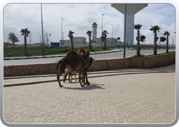 166 Ritje in de buurt van Rabat (7)