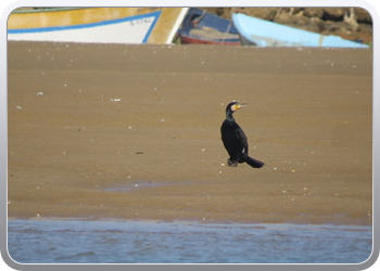 167 Even rondvaren op de laguna van Moulay Bousselham12