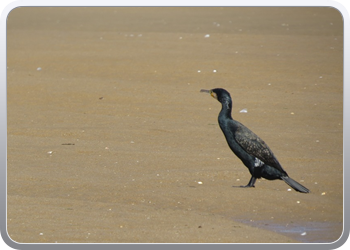 167 Even rondvaren op de laguna van Moulay Bousselham15