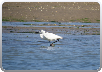 167 Even rondvaren op de laguna van Moulay Bousselham20