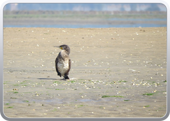 167 Even rondvaren op de laguna van Moulay Bousselham22