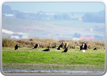 167 Even rondvaren op de laguna van Moulay Bousselham31