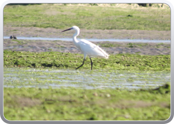 167 Even rondvaren op de laguna van Moulay Bousselham33