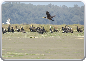 167 Even rondvaren op de laguna van Moulay Bousselham36